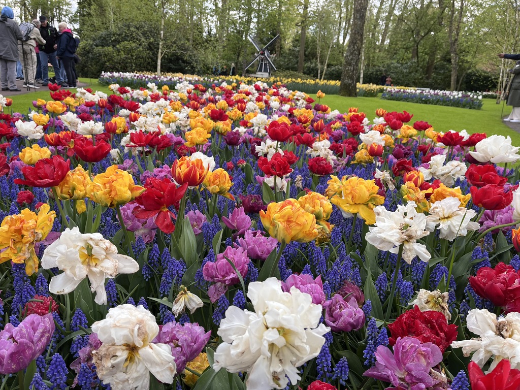 Tulips and other flowers. 